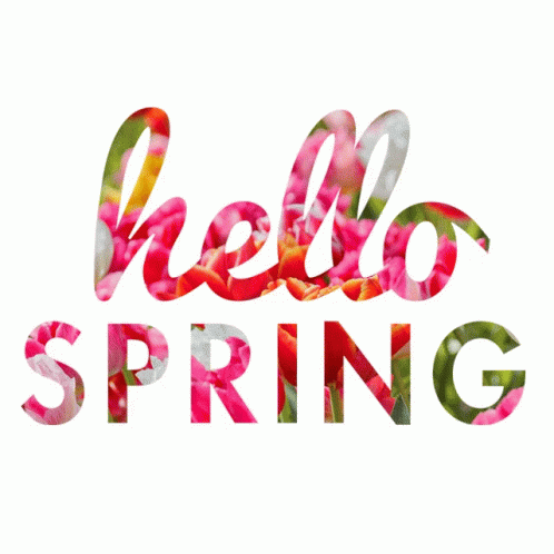 The Word Hello Spring Is Surrounded By Pink Roses On A White Background GIF