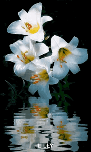 The Word Lilly Is On The Bottom Of A Picture Of Flowers GIF