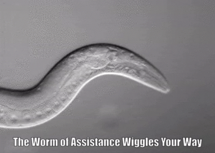 The Worm Of Assistance Wiggles Your Way GIF