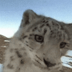 The Yapper Snow Leopard Yap Gif GIF
