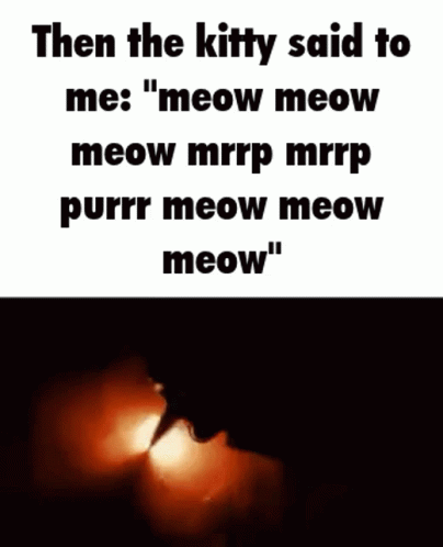 Then The Kitty Said To Me : Meow Meow Meow Mrrp Mrrp Purrr Meow Meow Meow GIF