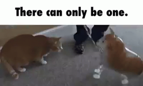 There Can Be Only One Orange Cat GIF
