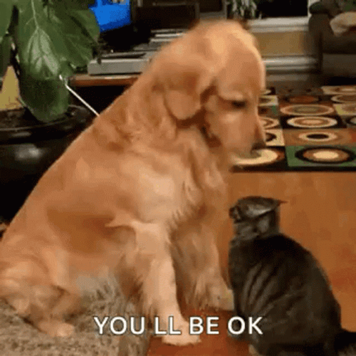 There There Cute Dog And Cat Friendship GIF