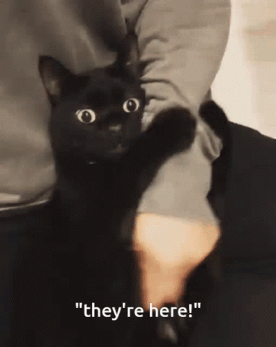 Theyre Here Clingy Black Cat GIF