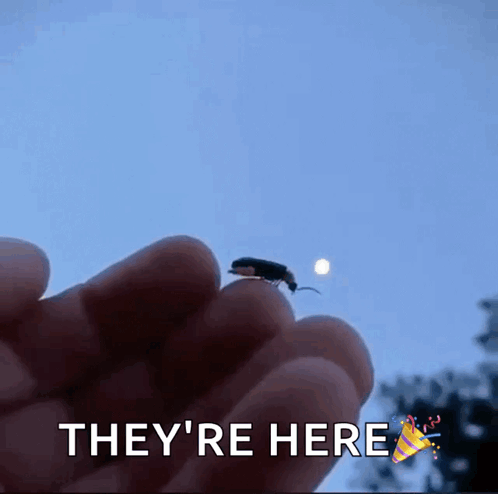 Theyre Here Little Fireflies GIF