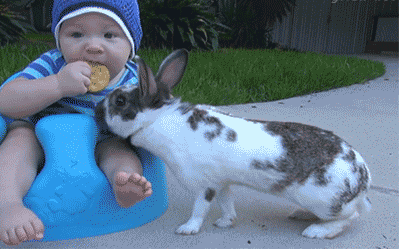 Thief Bunny Steals Baby Biscuit GIF