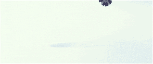 Things That Bounce Cat On Snow GIF