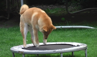 Things That Bounce Dog On Trampoline GIF