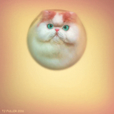 Things That Bounce Inflatable Cat Ball GIF