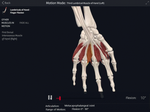 Third Lumbar Muscle Of Hand GIF