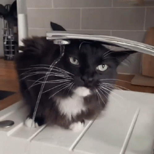 Thirsty Cat Drinking From Faucet Fail GIF