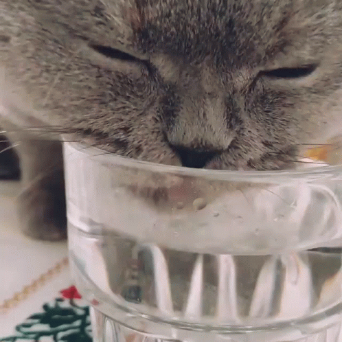 Thirsty Cat Drinking Water Close Up GIF