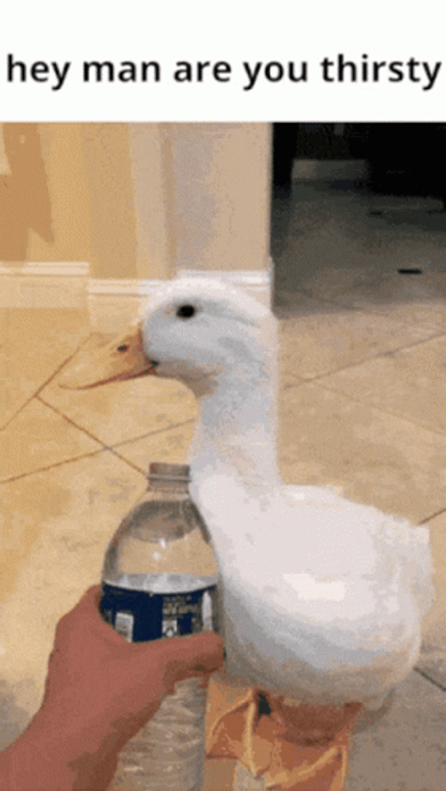 Thirsty Duck Ignoring Water GIF