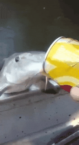 Thirsty Fish Drank Skol Beer GIF