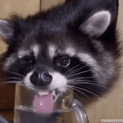 Thirsty Racoon Drinking From Glass GIF