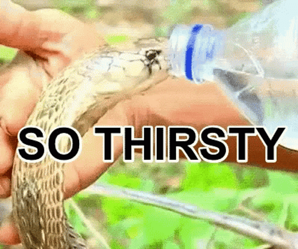 Thirsty Snake Drinking Water GIF
