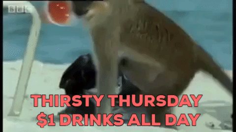 Thirsty Thursday Funny Monkey Stealing Drinks GIF