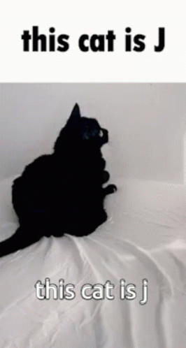 This Cat Is J GIF