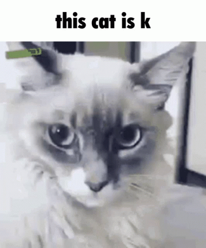 This Cat Is K Shocked Face GIF