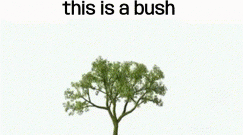 This Is A Bush GIF