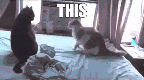 This Is Sparta Cat Meme GIF