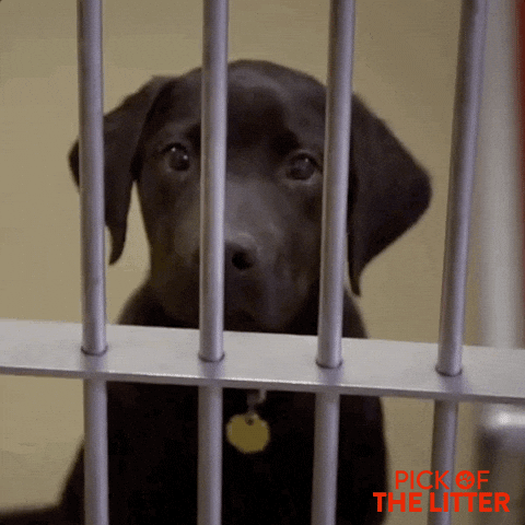 This Place Is A Prison Cute Dog GIF