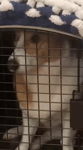 This Place Is A Prison Dog GIF