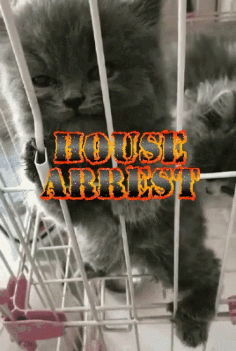 This Place Is A Prison House Arrest Black Cat GIF