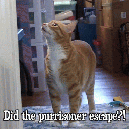 This Place Is A Prison Purrisoner Cat GIF