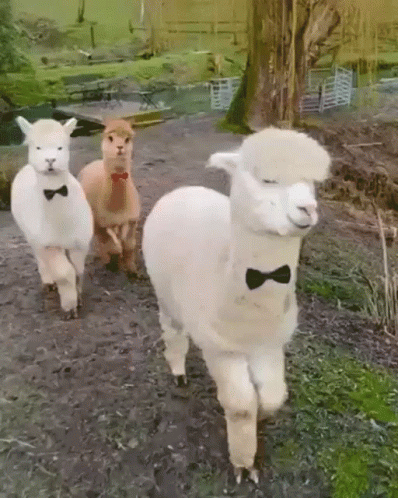 Three Alpacas in Bow Ties Walking