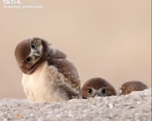 Three Baby Owls Sitting On Rock GIF