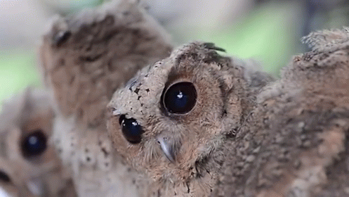 Three Baby Owls Sitting on Tree Branch