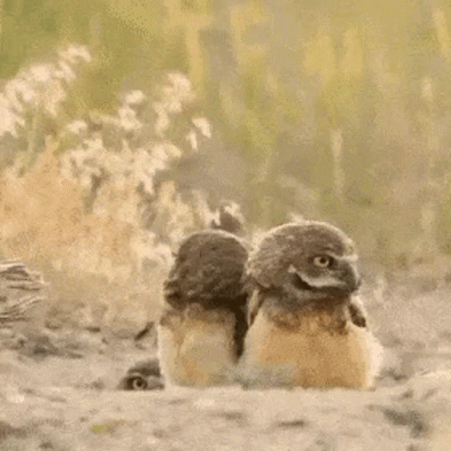 Three Baby Owls Sitting Together Smiling