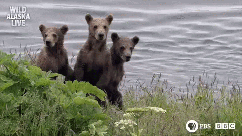 Three Bear Cubs Are Standing In The Grass Near A Lake . GIF