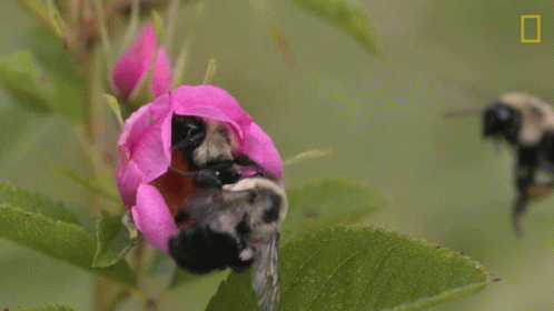 Three Bumblebee Flying Around Flower GIF