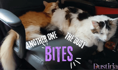 Three Cats Are Laying On A Chair With The Words " Another One The Dust Bites " GIF