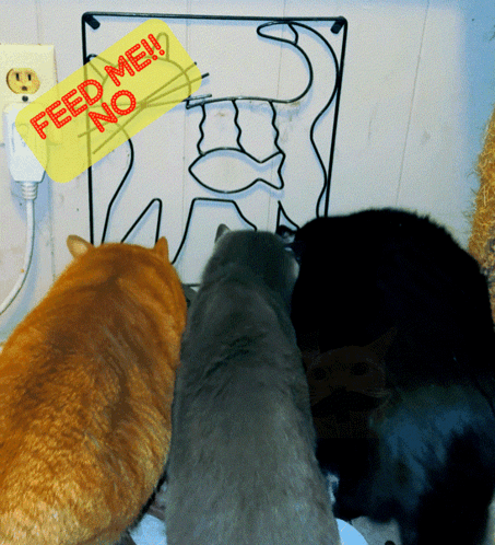 Three Cats Are Looking At A Sign That Reads Feed Me No GIF
