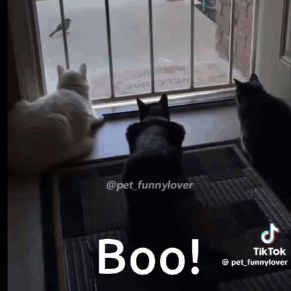 Three Cats Are Looking Out A Window With The Words Boo Written On The Bottom GIF