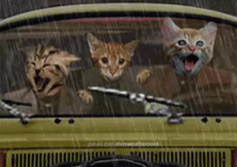 three cats are sitting in a car in the rain with their mouths open