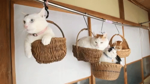 Three Cats Are Sitting In Wicker Baskets Hanging On A Clothes Line . GIF