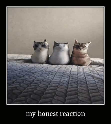 Three Cats Are Sitting On A Bed With The Words My Honest Reaction Below Them GIF