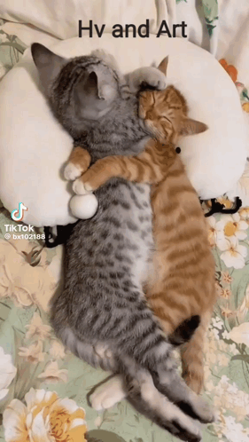 Three Cats Laying On A Pillow With The Caption " Hv And Art " Above Them GIF