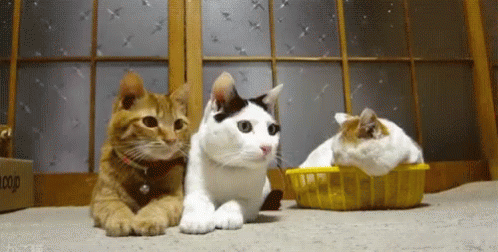 Three Cats Lying and Sitting in Yellow Basket