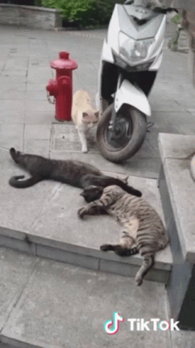 Three Cats Lying Near Scooter GIF