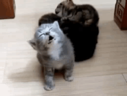 Three Cats Sitting on Wooden Floor