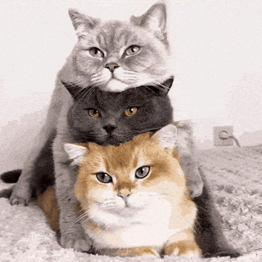 Three Cats Stacked on Bed