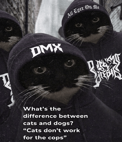 three cats wearing hoodies that say dmx