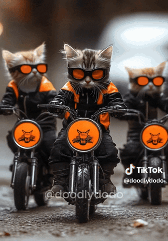 Three Cats Wearing Sunglasses Riding Motorcycles TikTok Logo GIF