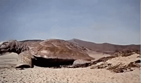 Three Caveman Versus Giant Turtle GIF