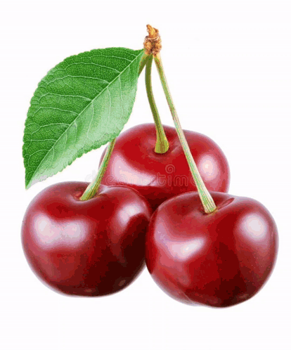 Three Cherries With A Green Leaf On A White Background . GIF